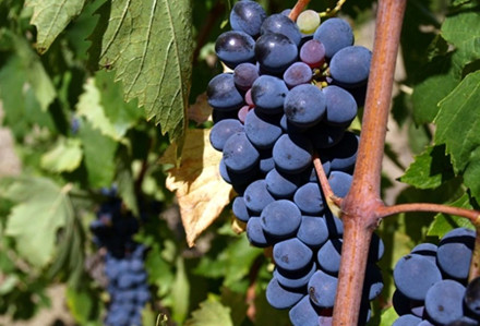 Fotak článku - Nadpis novinky bublinky jsou životní styl