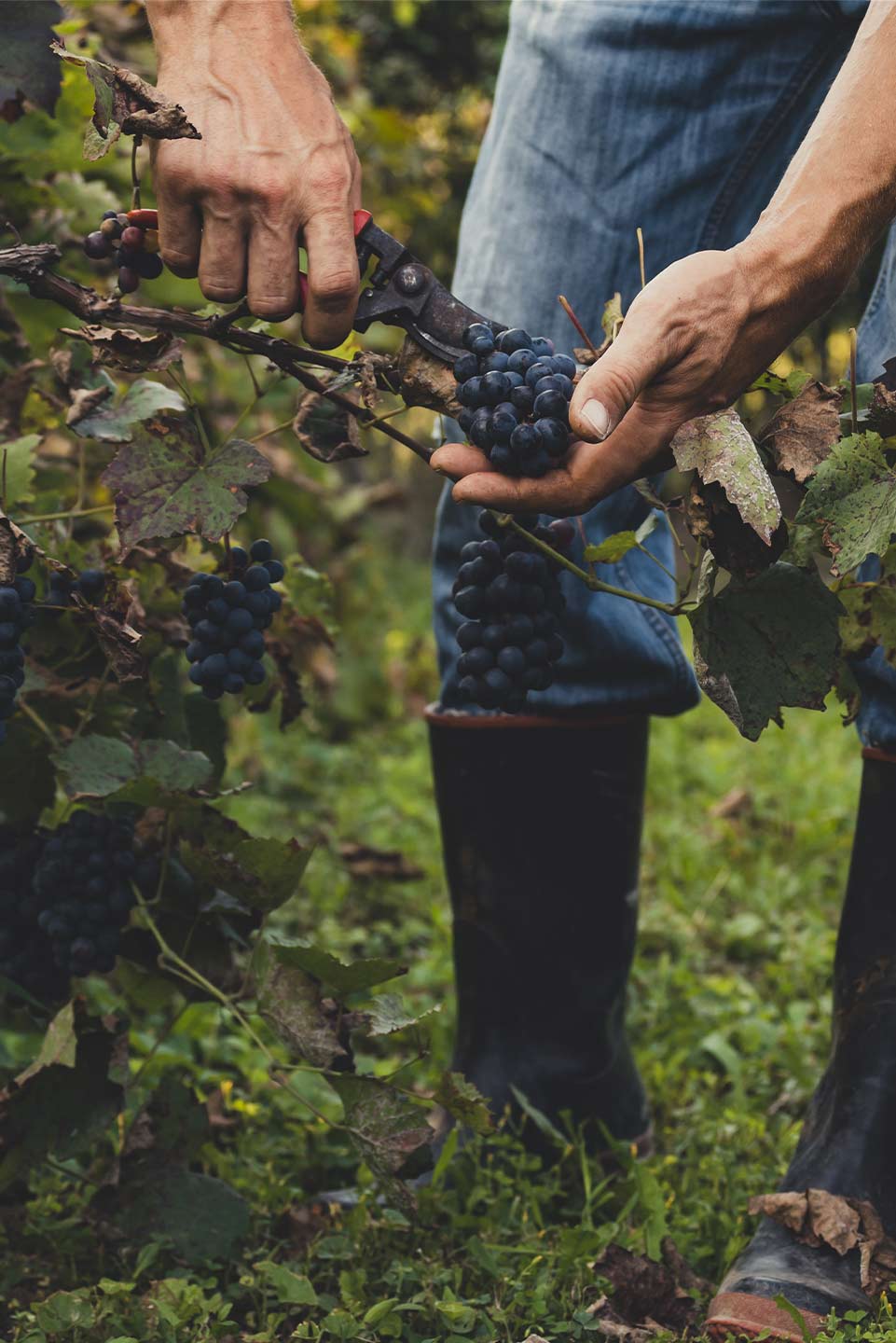 Foto - Morava jako základ